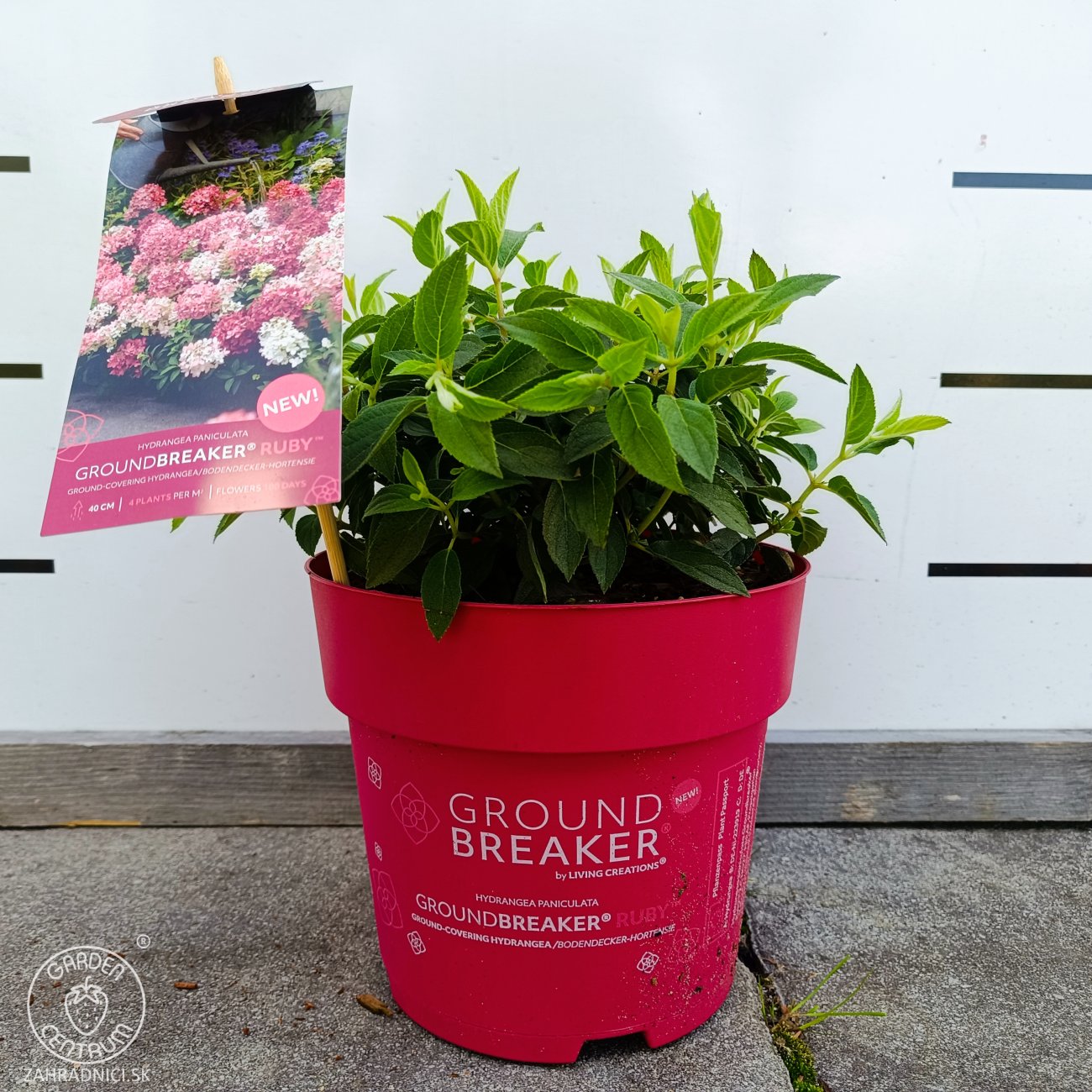Obrázok Hortenzia metlinatá (Hydrangea paniculata) ´GROUNDBREAKER® RUBY´ by LIVING CREATIONS®´ - výška 10-20 cm, kont. C3L